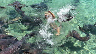 El momento en que un tiburón ataca a una modelo de Instagram que quería hacerse una sesión de fotos con ellos<em></em>